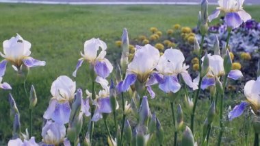 Nemophila. Ormanın içinde mavi çiçekler bahar