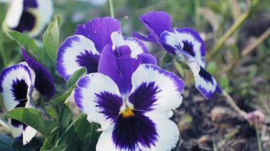 Nemophila. Ormanın içinde mavi çiçekler bahar