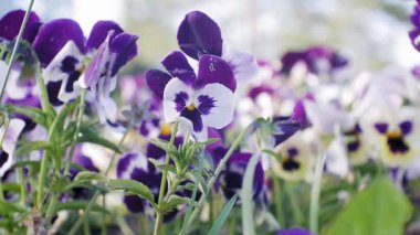Nemophila. Ormanın içinde mavi çiçekler bahar