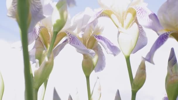 Nemophila. Στο δάσος τα μπλε λουλούδια την άνοιξη — Αρχείο Βίντεο