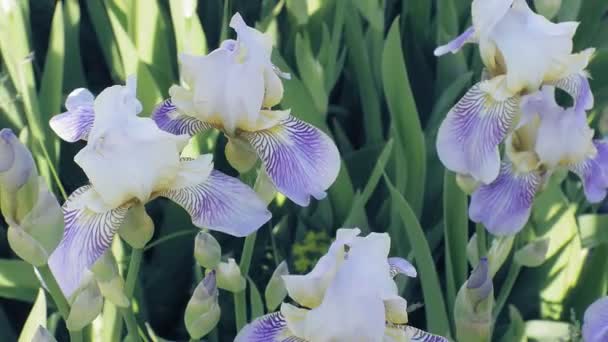 Nemophila Ormandaki Mavi Çiçekler Bahar — Stok video