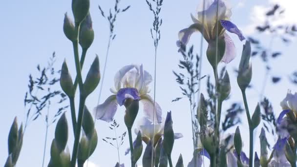 Nemophila. Lente blauwe bloemen in het bos — Stockvideo