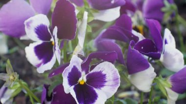 Nemophila. Ormanın içinde mavi çiçekler bahar