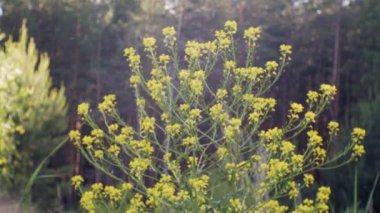 Nemophila. Ormanın içinde sarı çiçekler bahar