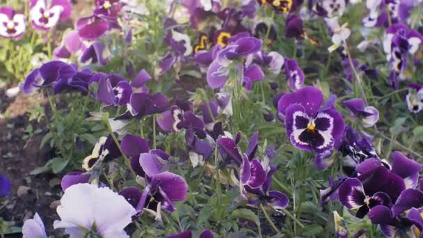 Nemophila. Våren blå blommor i skogen — Stockvideo