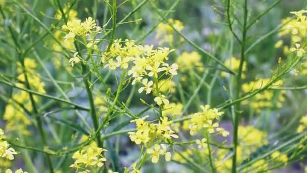 Nemophila. Frühling gelbe Blumen im Wald — Stockvideo