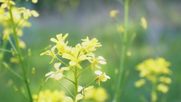 Nemophila. Flores amarillas de primavera en el bosque — Vídeos de Stock