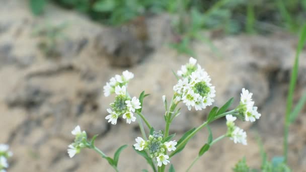 Nemophila. Vita vårblommor i skogen — Stockvideo