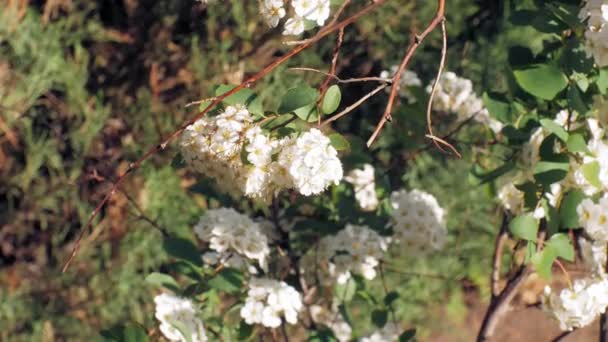 Nemophila. Lente witte bloemen in het bos — Stockvideo