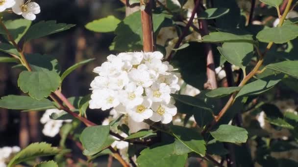 Nemophila. Lente witte bloemen in het bos — Stockvideo