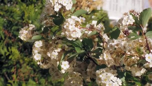 Nemophila. Lente witte bloemen in het bos — Stockvideo