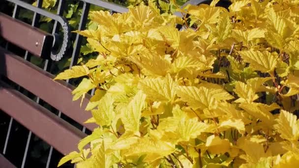 Nemophila. Tavaszi sárga virágok az erdő — Stock videók