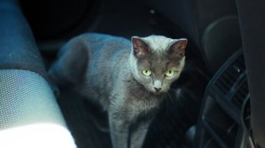 Arabada bir sandalyede oturan İngiliz gri kedi