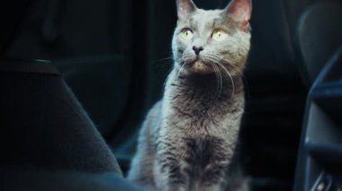 Arabada bir sandalyede oturan İngiliz gri kedi