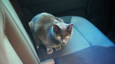 Arabada bir sandalyede oturan İngiliz gri kedi