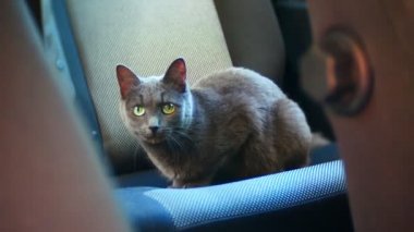 Arabada bir sandalyede oturan İngiliz gri kedi