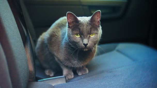 Británico gato gris sentado en una silla en el coche — Vídeo de stock