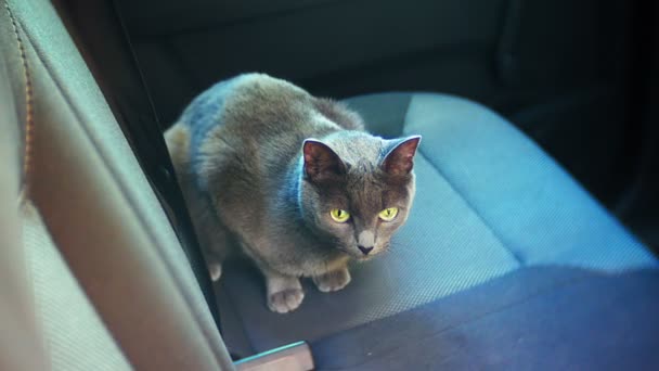 Britisch graue Katze sitzt auf einem Stuhl im Auto — Stockvideo