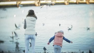 Genç bir kadın bir gölde besleme kuğu ve kışın kuş besleme ördekler