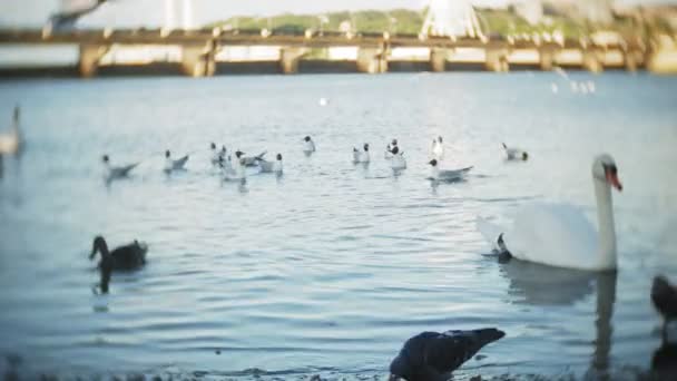 Los cisnes nadan en el estanque del parque de la ciudad — Vídeos de Stock