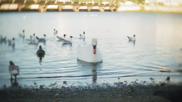 Zwanen zwemmen in de vijver van het stadspark — Stockvideo