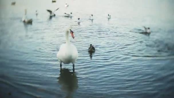 Swans swim in the pond of the city park — Stock Video