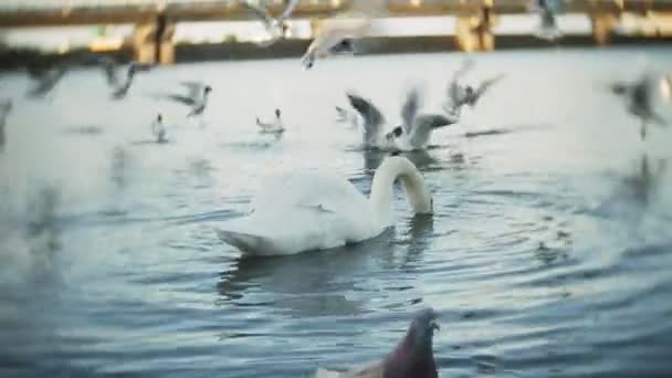 Swans swim in the pond of the city park — Stock Video