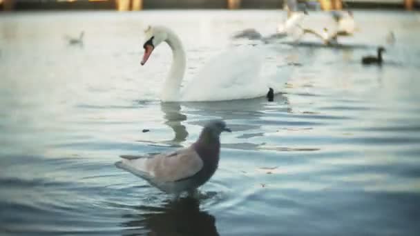 Swans swim in the pond of the city park — Stock Video