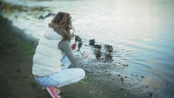 Genç bir kadın bir gölde besleme kuğu ve kışın kuş besleme ördekler — Stok video