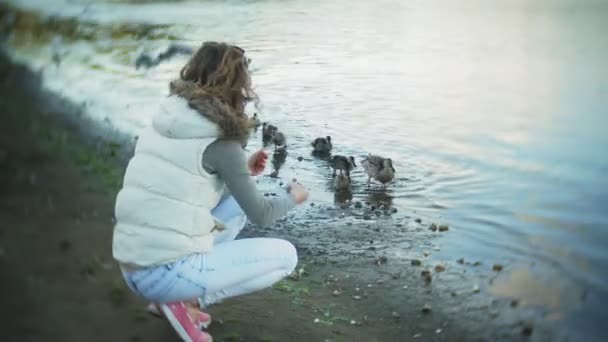 白鳥の湖で餌若い女性と冬の鳥に餌をアヒル — ストック動画