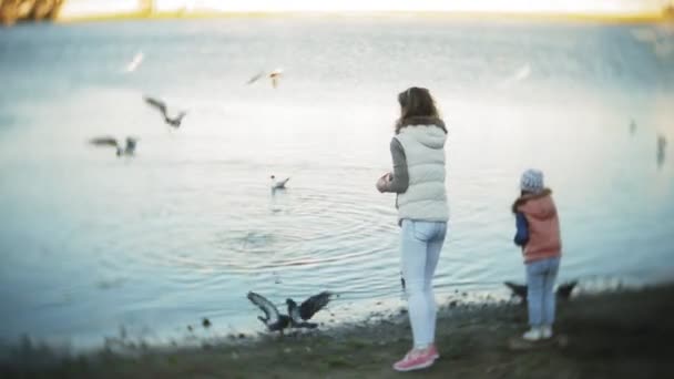 Молодая женщина кормится на озере лебеди и утки Птица кормление зимой — стоковое видео