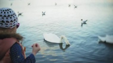 Genç bir kadın bir gölde besleme kuğu ve kışın kuş besleme ördekler