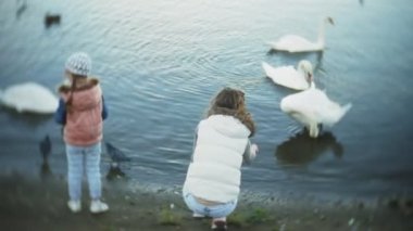 Genç bir kadın bir gölde besleme kuğu ve kışın kuş besleme ördekler