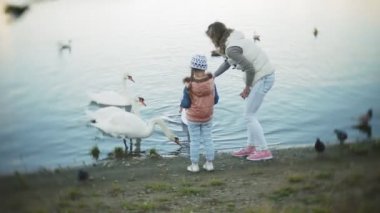 Genç bir kadın bir gölde besleme kuğu ve kışın kuş besleme ördekler