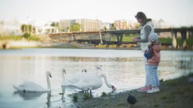 Genç bir kadın bir gölde besleme kuğu ve kışın kuş besleme ördekler