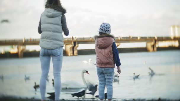 En ung kvinna som livnär sig på en sjö svanar och ankor fågel utfodring vintertid — Stockvideo