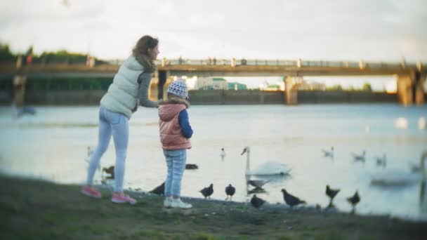 Młoda kobieta, karmienie na jezioro łabędzie i kaczki, karmienie ptaków w zimie — Wideo stockowe
