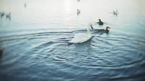 Cisnes nadam na lagoa do parque da cidade — Vídeo de Stock