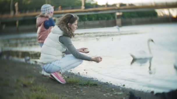 Een jonge vrouw voeden op een meer zwanen en eenden vogels voederen in de winter — Stockvideo