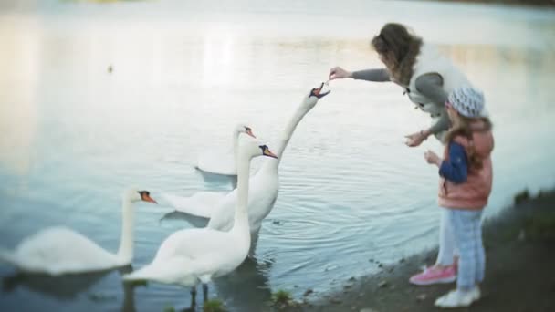 Una joven alimentándose de un lago cisnes y patos Pájaro alimentándose en invierno — Vídeos de Stock