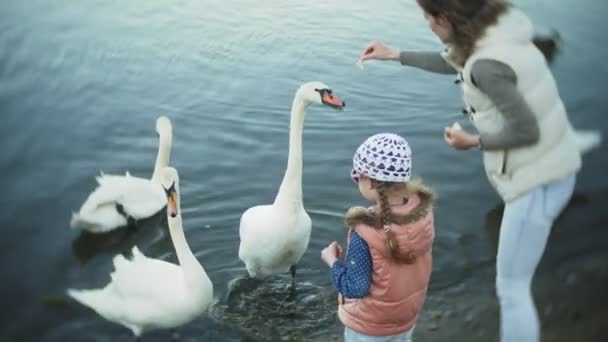 Μια νεαρή γυναίκα που τρέφονται με μια λίμνη κύκνους και πάπιες πουλιού που ταΐζει το χειμώνα — Αρχείο Βίντεο