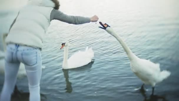 Eine junge Frau füttert Schwäne und Enten im Winter — Stockvideo