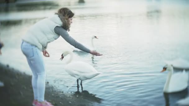 Egy fiatal nő etetése a tó hattyúk és kacsák a madarak etetése télen — Stock videók