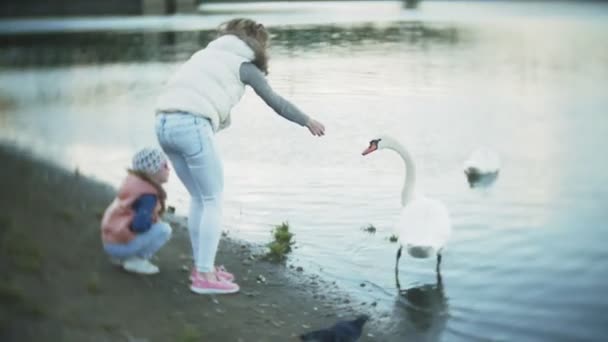 Een jonge vrouw voeden op een meer zwanen en eenden vogels voederen in de winter — Stockvideo