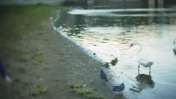 Лебеди плавают в пруду городского парка — стоковое видео