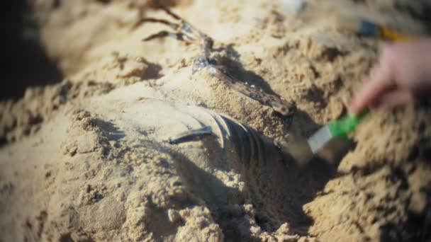 De vrouw is betrokken bij graafwerkzaamheden botten in het zand, het skelet en de archeologische tools. — Stockvideo