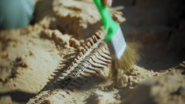 Kobieta jest zaangażowany w kopania kości w piasku, szkielet i archeologiczne narzędzia. — Wideo stockowe