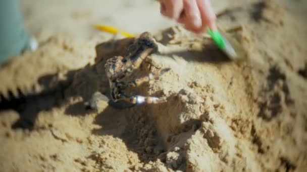 De vrouw is betrokken bij graafwerkzaamheden botten in het zand, het skelet en de archeologische tools. — Stockvideo