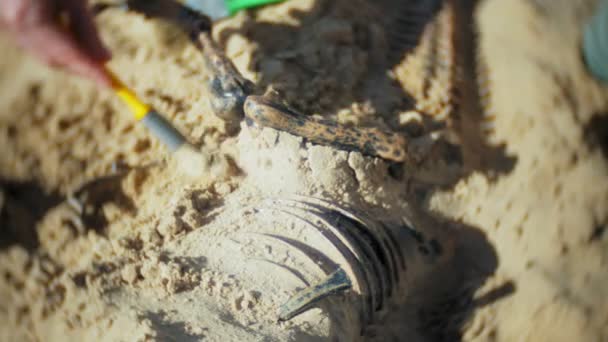 Die Frau ist damit beschäftigt, Knochen im Sand, Skelette und archäologische Werkzeuge auszugraben. — Stockvideo