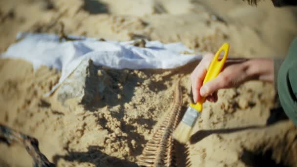 Η γυναίκα είναι που ασχολούνται με εκσκαφή οστά στην άμμο, σκελετός και αρχαιολογικά εργαλεία. — Αρχείο Βίντεο